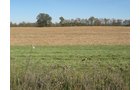 Property photo 45 - 110+/- Acres offered in 4 Tillable Tracts